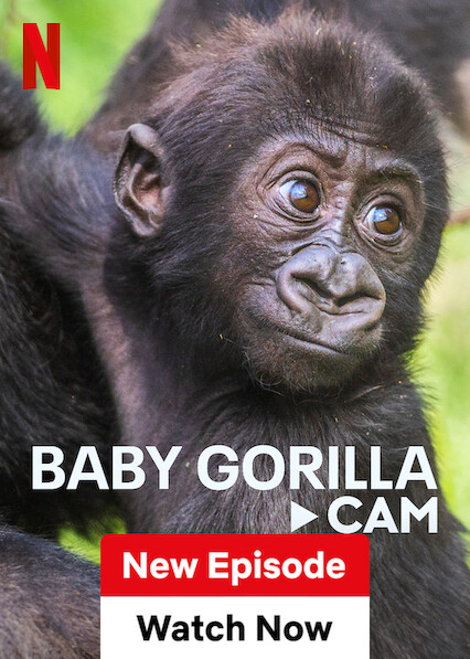 Baby Gorilla Cam